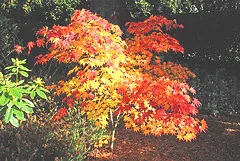 Japanese maple 'Osakazuki' in fall color with orange and yellow leaves