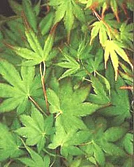 Green leaves of Japanese maple 'Osakazuki' with a few turning yellow and orange