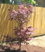 A young Japanese maple 'Fireglow' with red-purple leaves planted along a wooden fence