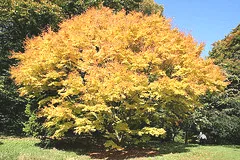 Coral bark Japanese maple 'Sango Kaku' with golden yellow fall foliage