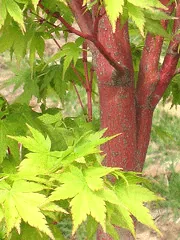 Acer palmatum Sango Kaku