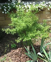 Japanese maple 'Seiryu' with upright lacy green foliage in a bed beside a stone wall
