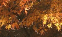 Acer Japanese Maple Seiru fall leaves