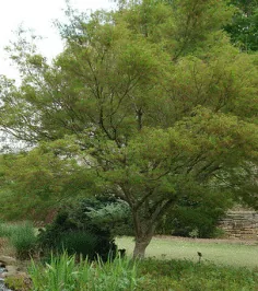 Acer palmatum Seiyu