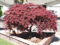 Japanese Maple Crimson Queen