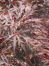 Acer palmatum atropurpurea dissectum Crimson Queen