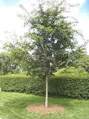Ulmus Morton Accolade Elm