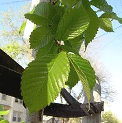 Ulmus japonica x wilsoniana Morton Accolade Elm leaves