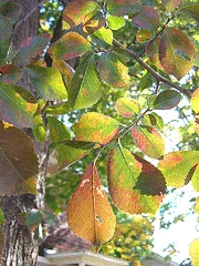 Ulmus carpinifolia x Ulmus parvifolia hybrid Frontier leaves