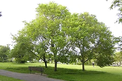 Sapporo Autumn Gold North American hybrid elm