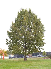 Quercus rubra Northern Red Oak