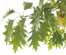 Quercus rubra Northern Red Oak leaf