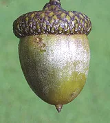 quercus rubra acorn