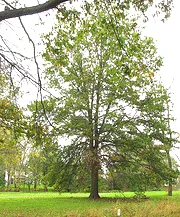Quercus palustris Pin Oak