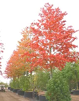 Quercus palustris Pin Oak fall color