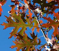 Quercus palustris Pin Oak leaf