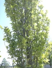 Quercus palustris Green Pillar pin oak