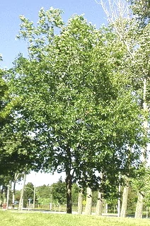 Quercus ellipsoidalis Northern Pin Oak