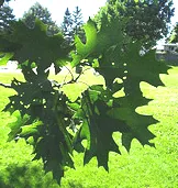 Quercus ellipsoidalis leaves