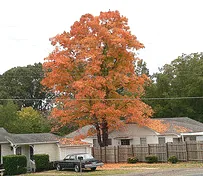 Acer rubrum Red Maple