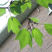 Acer rubrum Red Maple leaves