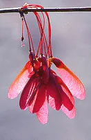 Acer rubrum Red Maple seeds