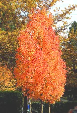Columnar Red Sunset Maple