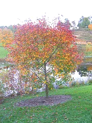 Acer rubrum Magnificent Magenta Red Maple