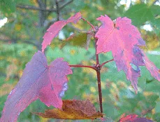 Red maple 'Magnificent Magenta' leaves turning burgundy and red in fall