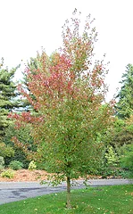 Acer rubrum Red Sunset
