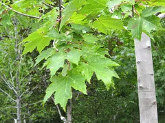 Green summer leaves and pale trunk of red maple 'Red Sunset'