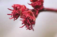 Acer rubrum Red Sunset leaf buds