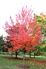 Acer rubrum Autumn Flame