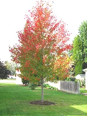 Autumn Blaze Maple