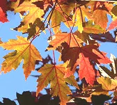 Acer freemanii Autumn Blaze Maple fall color