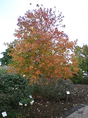 Acer freemani Sienna Glen