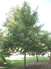 Quercus imbricaria Shingle Oak by Max and Katja