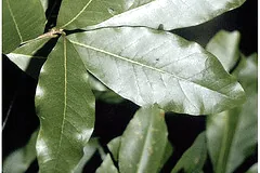 Quercus imbricaria shingle oak leaves