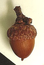 Quercus imbricaria acorn