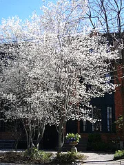 Amelanchier canadesnis Downy Serviceberry small tree
