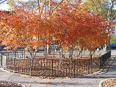 Amelanchier grandiflora Autumn Brilliance small tree