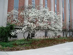 Anelanchier laevis Alleghany Serviceberry small tree