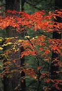 Blue Beech autumn leaves small tree