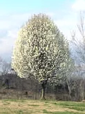 BradfordPear small tree