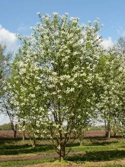 Prunus Mackii
