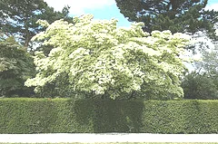 Cornus Kousa Chinensis small tree