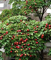 Chinese dogwood Cornus Kousa small tree