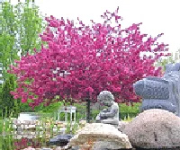 Prairie Fire Crab small tree