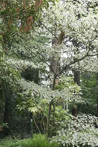 Cornus Alternifolia Argenta Pagoda Dogwood small tree