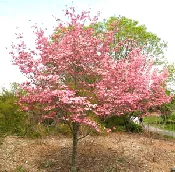 dogwoodby ameliaabra